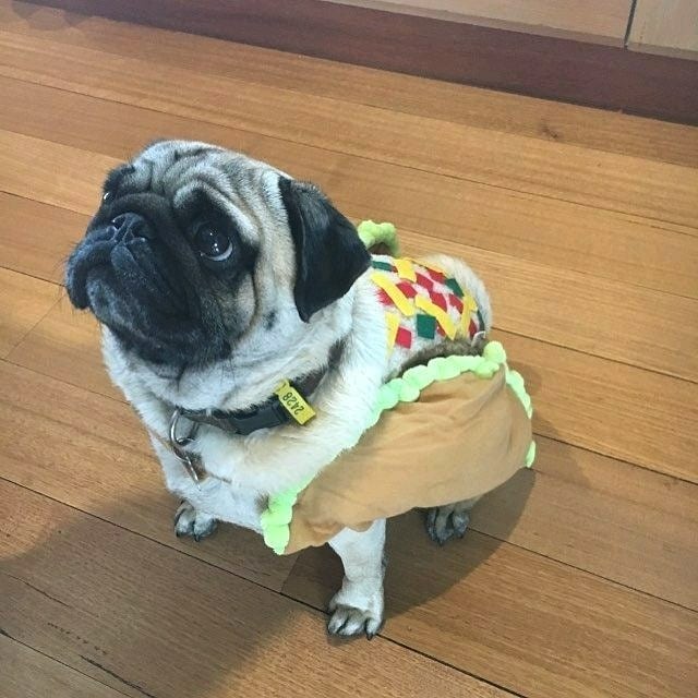 Pug is dreaming of hot dogs for dinner