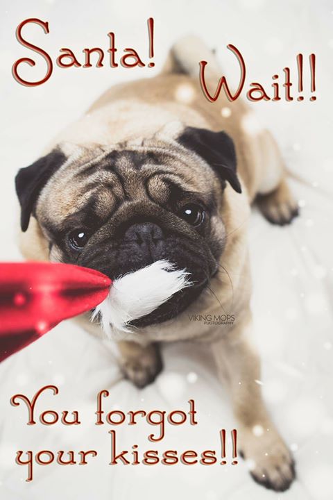 Santa wait for your kisses from the Pug!