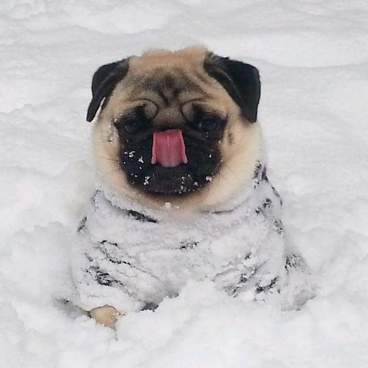 Stevee from Candy Pugs loves the snow
