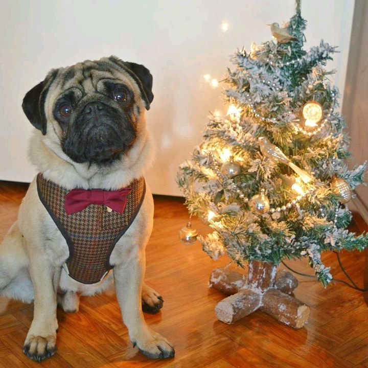 The Pug Arthur and his Christmas tree