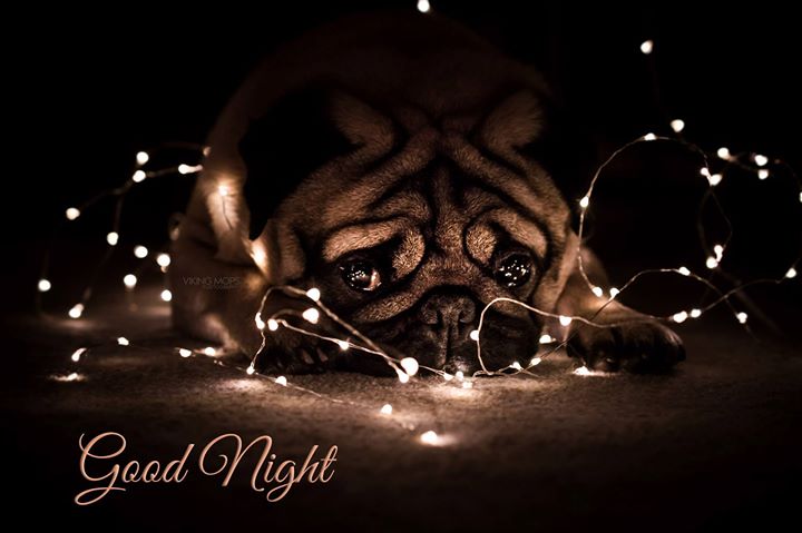 Viking Mops has a special version of Christmas night