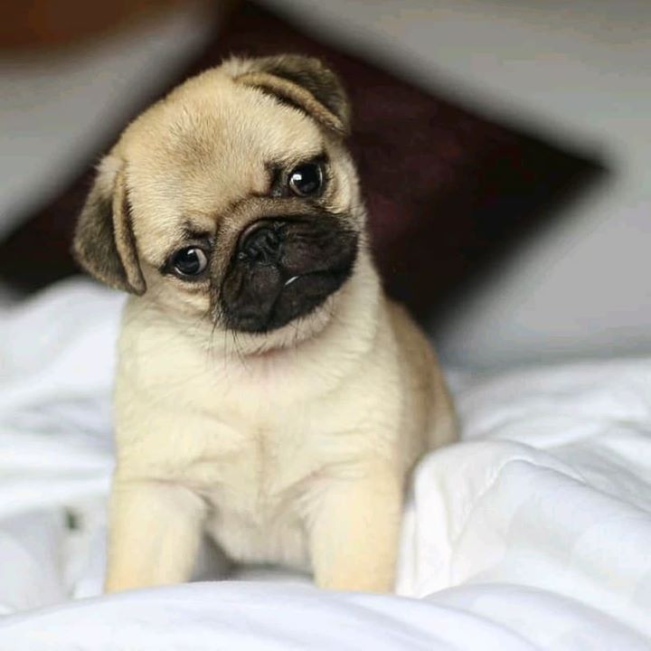 Baby Pug Cuteness