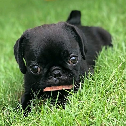 Beautiful Black Pug