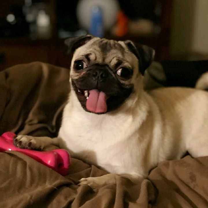 Bubble the Pug is always happy