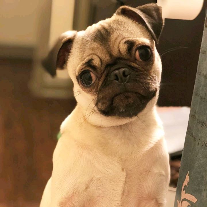 Bubbles the Pug is Adorable