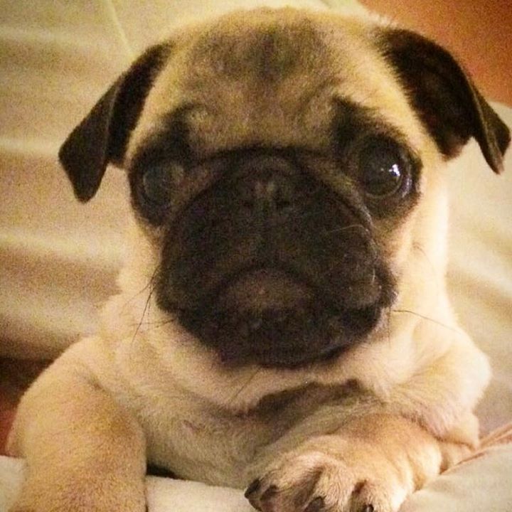 Could You Say No to Ingolf the Pug?