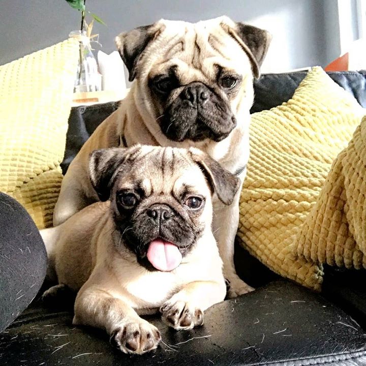 Double Pug cuteness with Gaston and Bruce