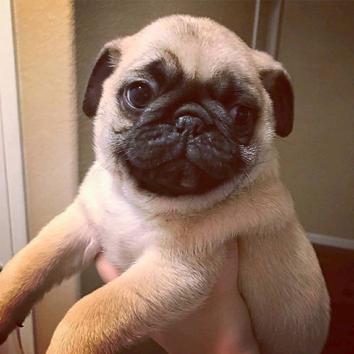 Dwight the Pug is Adorable