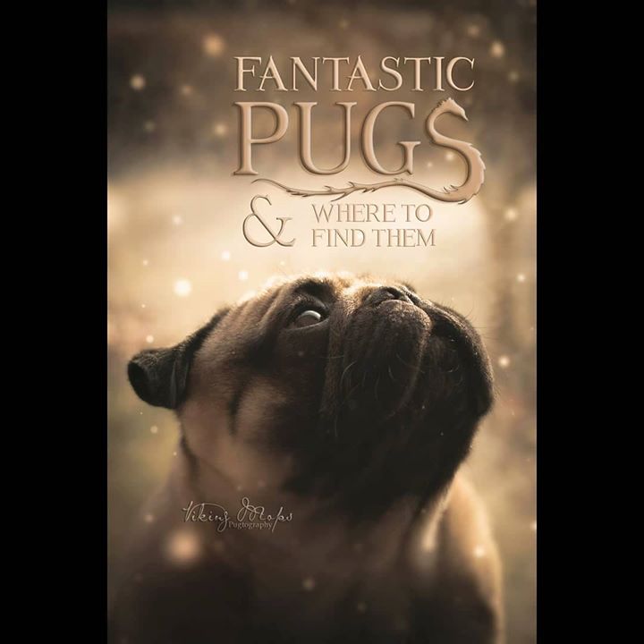 Fantastic Pugs and Where to Find Them