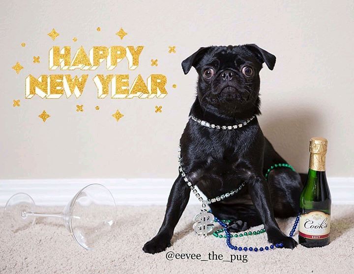 Happy New Year from Eevee the Pug and Join the Pugs