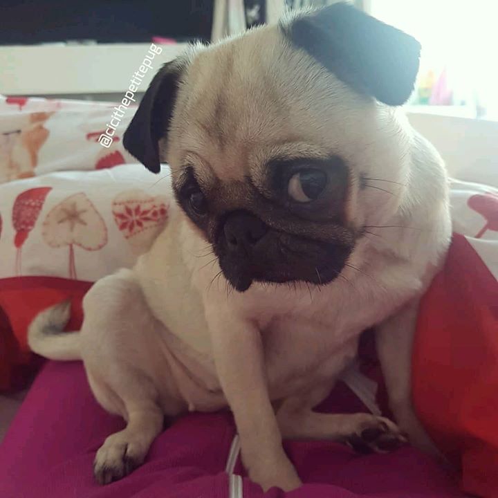 How adorable is Cici the Petite Pug