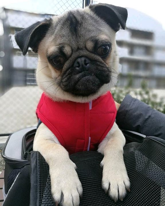 How adorable is Gaudi the Pug?