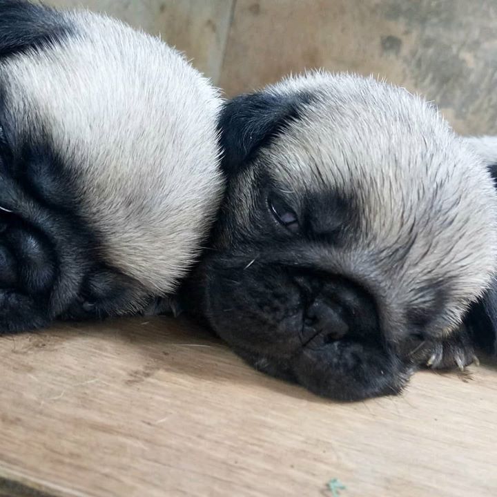 How cute are these Pug babies?