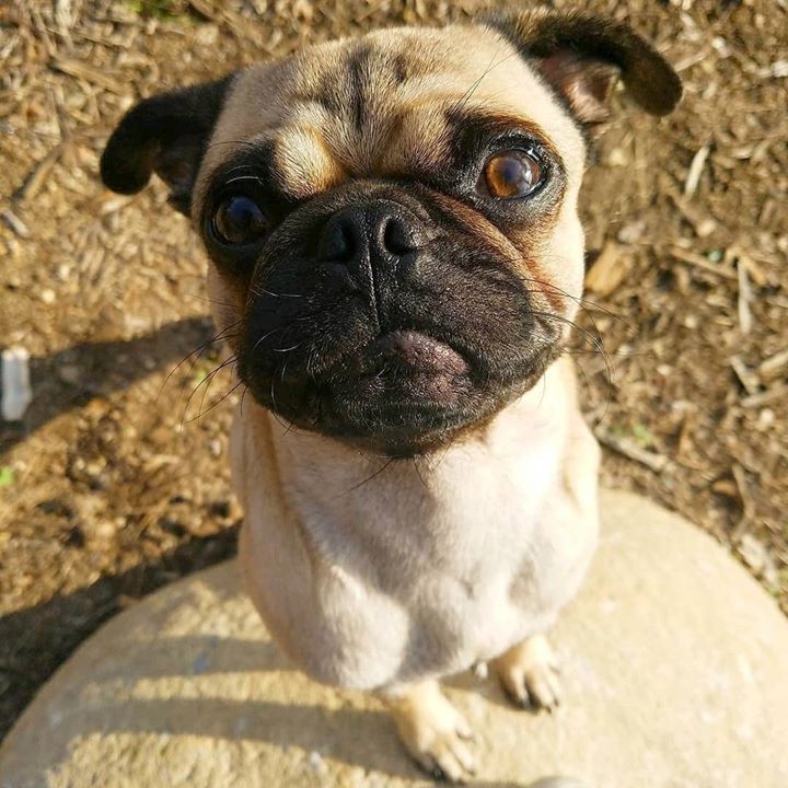 Howdy Human Pug