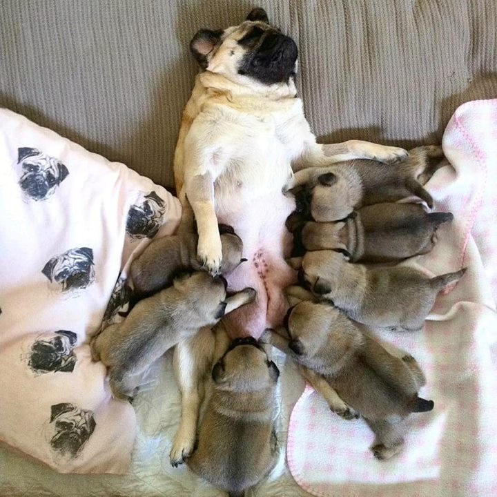 Momma Pug Feeds Her 7 Puglets