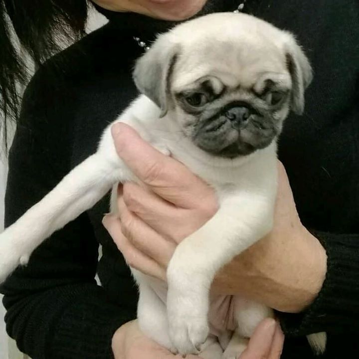 Pinoko the Pug is a future Pug model 