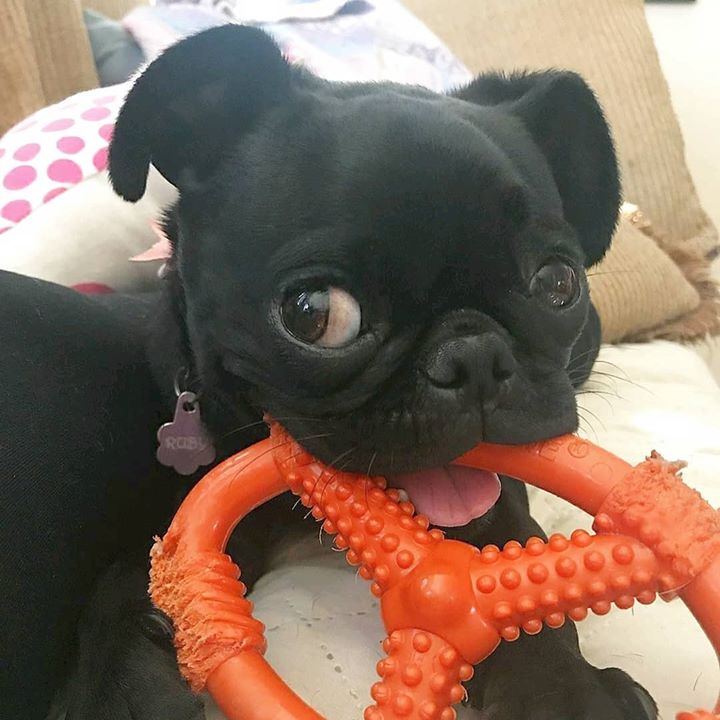 Pug Loves Their Pretzel