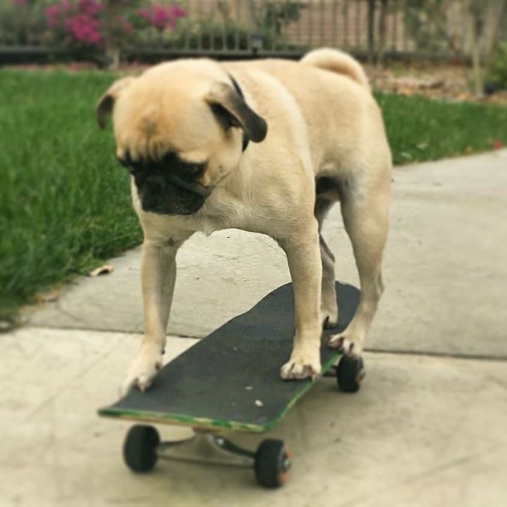 Pug Rides Skateboard