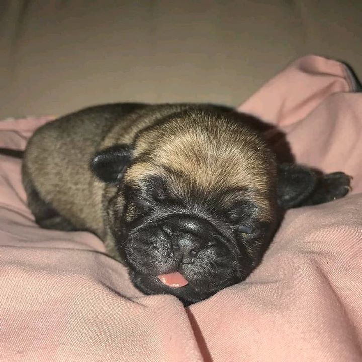 Super Cute Baby Pug