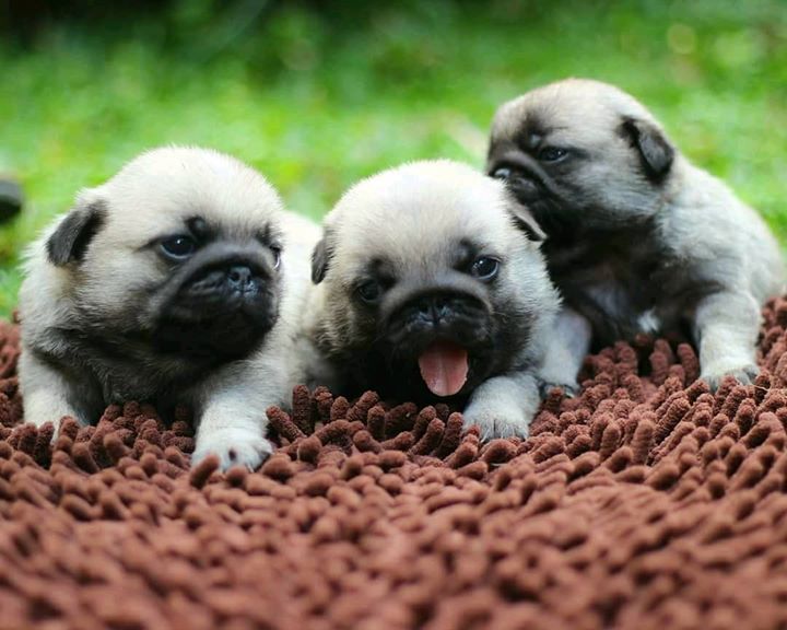 Triple Baby Pug Cuteness