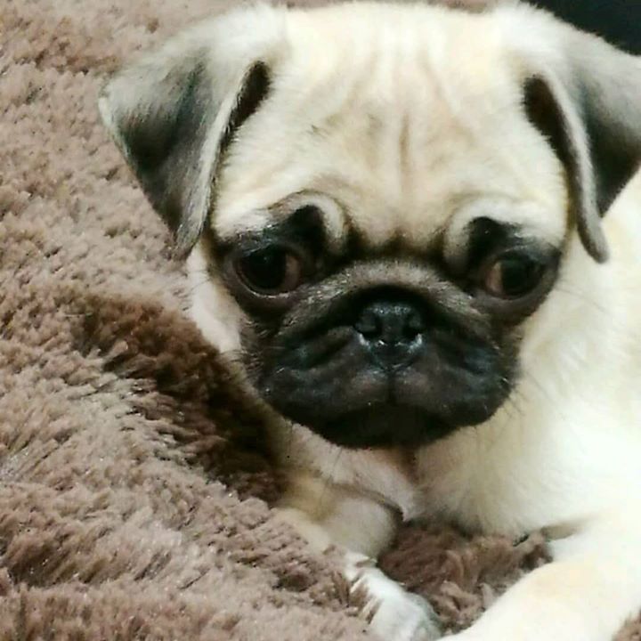 We Love Pinoko the Pug