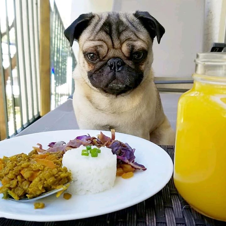 Where’s My Meal Hooman Pug