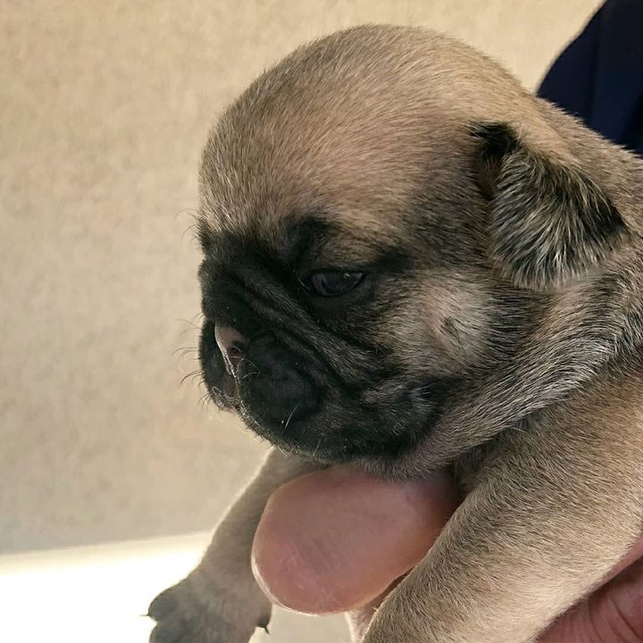 Adorable Pug Baby Breaks Our Hearts