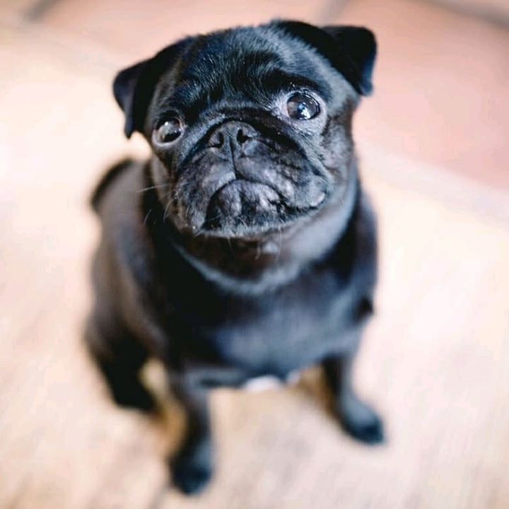 Beautiful Black Pug Wants Food