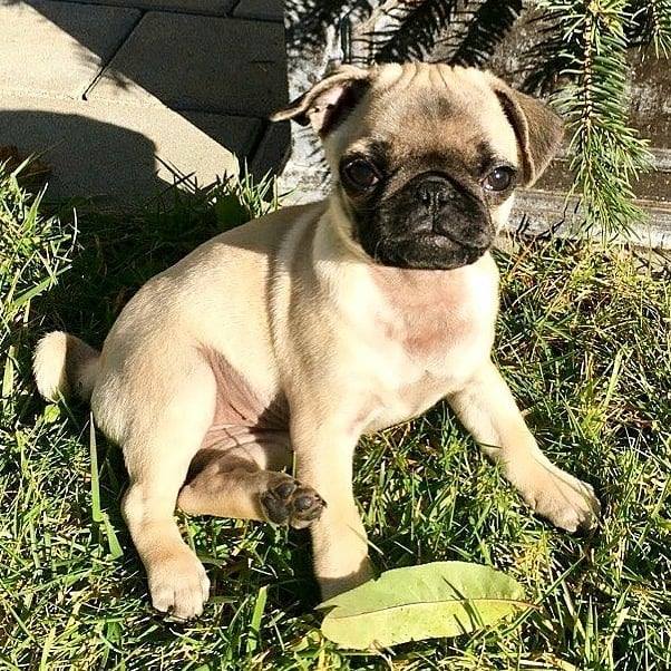 Beautiful Fawn Puglet ChiChi