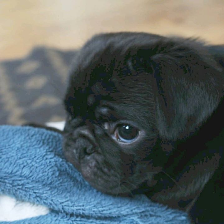 Black Pug Puppy Eyes with Kevin