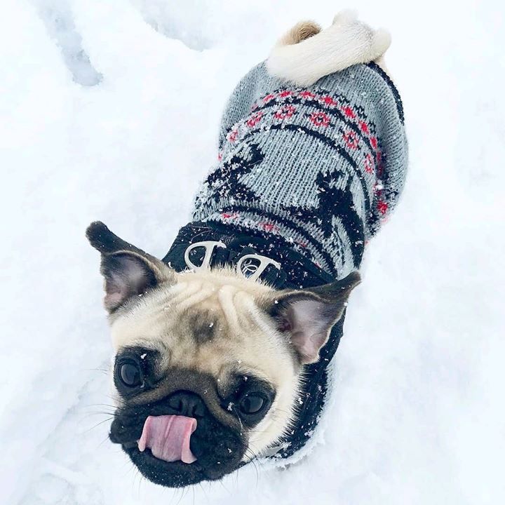 Chichi the Winter Coat Pug