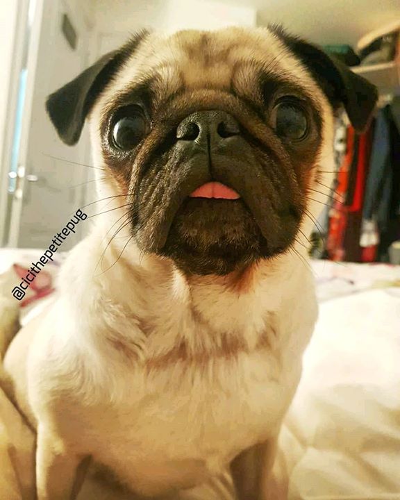 Cici the Pug Says Hi