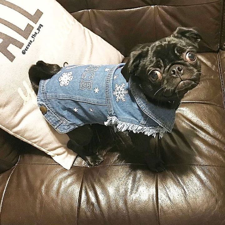 Cute Black Pug In Jeans Outfit with Eevee