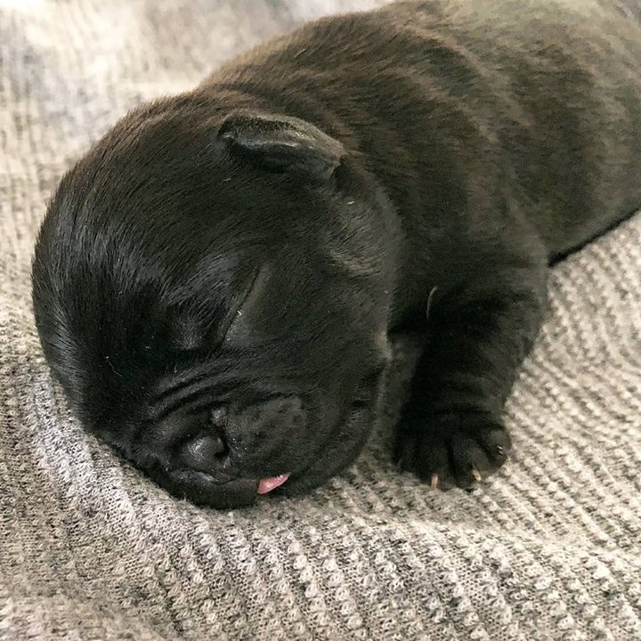 Cute Black Pug Sleeping