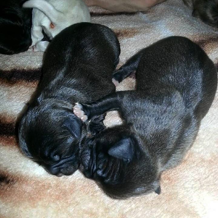Double Black Pug Cuteness