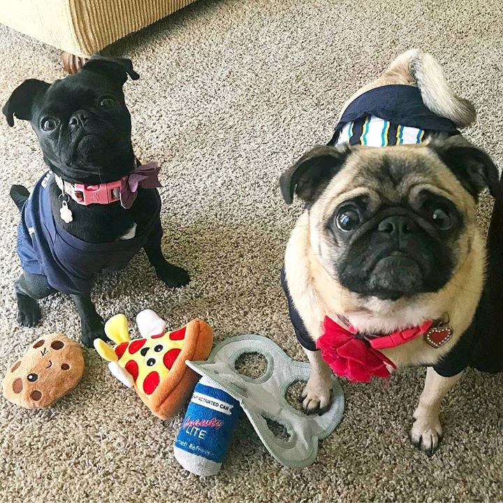 Double Pug Cuteness with Jade and Ruby