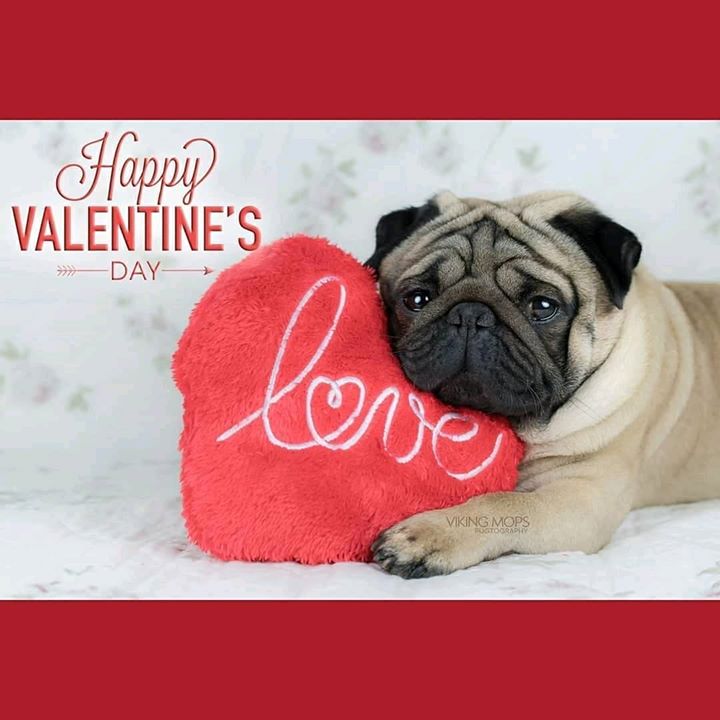 Happy Valentine’s Day Pug with Viking Mops