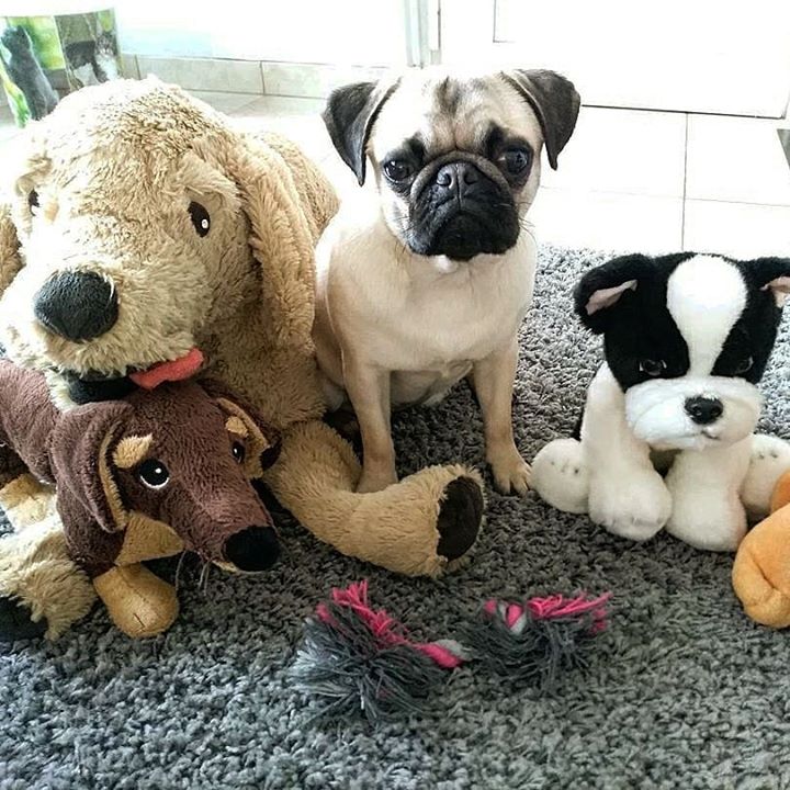 Mika a Pug and His Toys