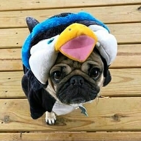 Pug Asks Do You Like My Outfit