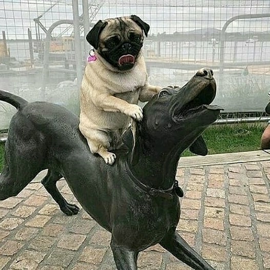 Pug Conquers All