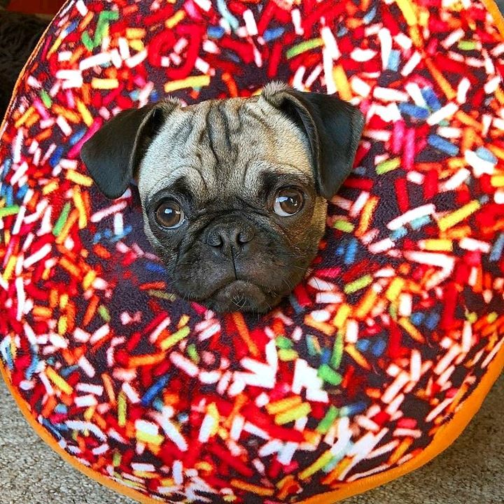 Pug Donuts