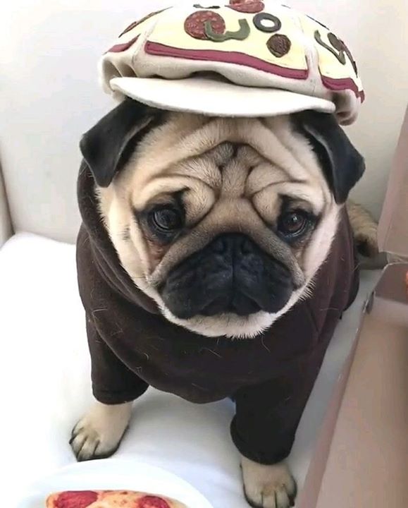 Pug Has Style to Spare