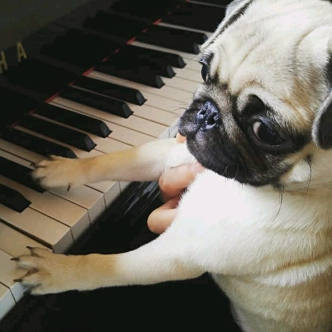 Pug Plays Piano for You with Pinoko