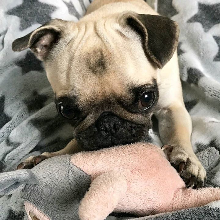 Pug Plays With Toy with Chichi