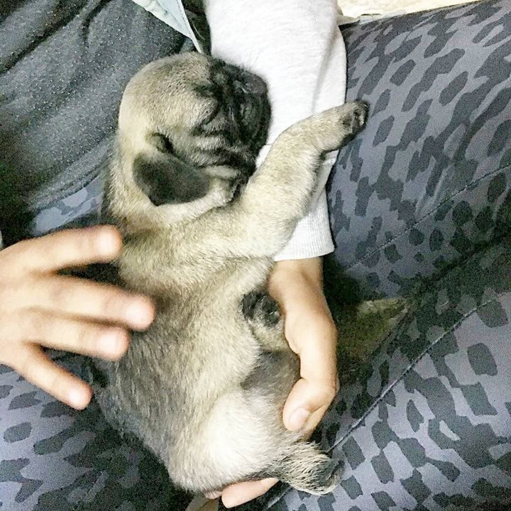 Sleepytime Puglet