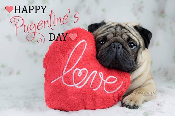Valentine’s Pug Love with Viking Mops