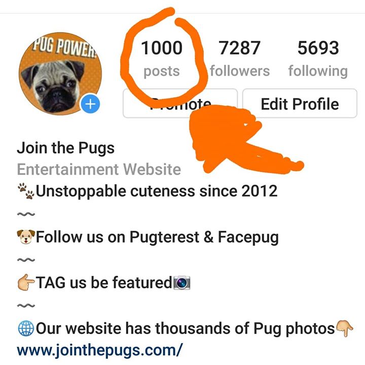 We Reach 1000 Posts on Instagram