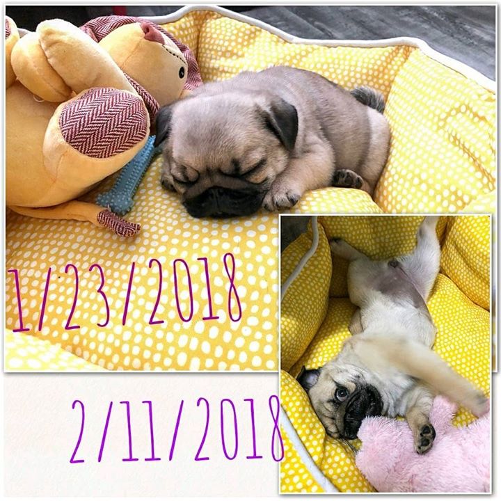 A Pug Grows 3 A Pug Grows