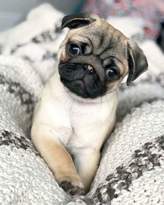 A Pug Named Tug Is Too cute