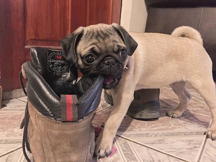 Akira the Pug Eats Shoe